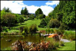 BELLBIRD RIDGE ALPACA FARM - Taupo
