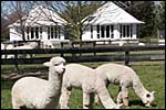 ALPACA FARMSTAY - Kaiapoi, 